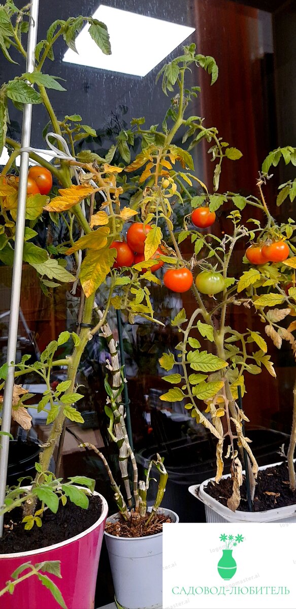 Хоть сейчас срывай и ешь.