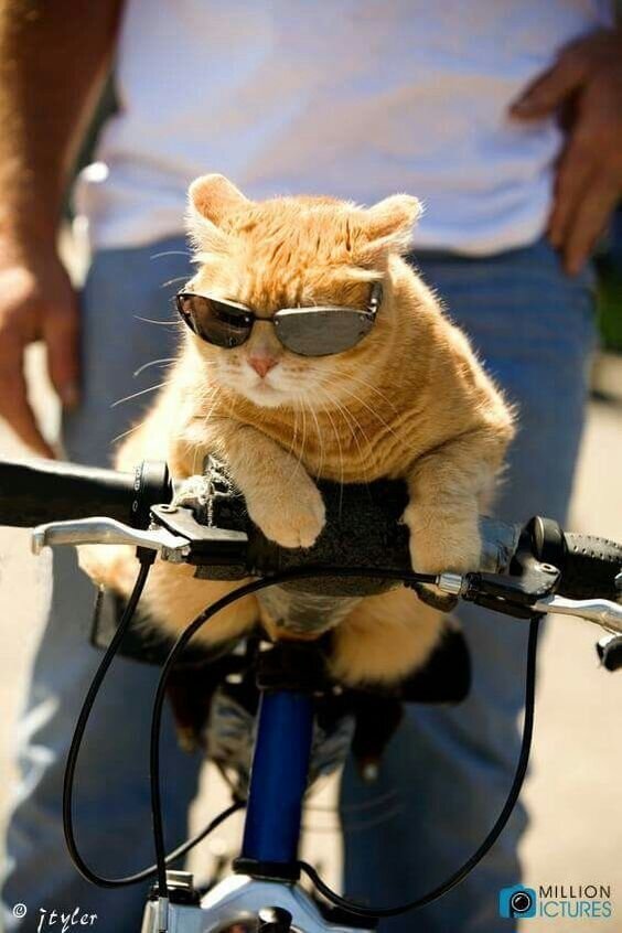 Источник: Million Pictures