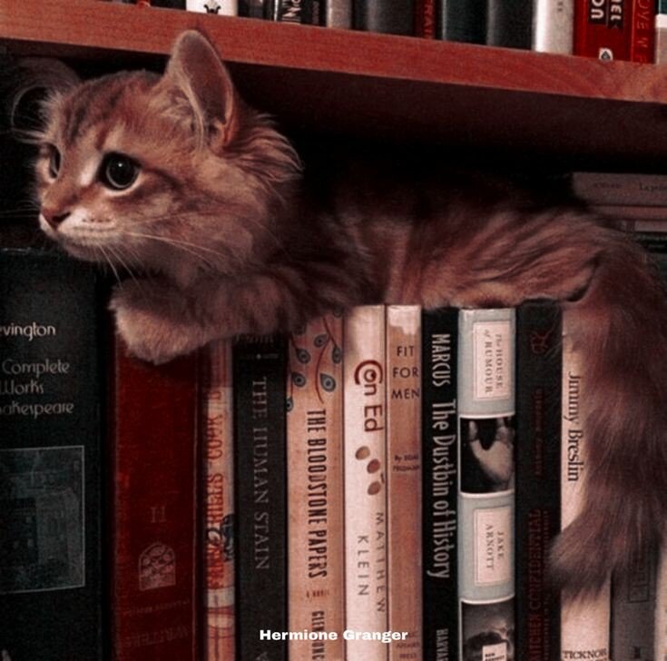 Фото из свободного источника