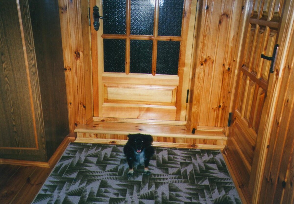 Взрослый уже пес по кличке Одессит