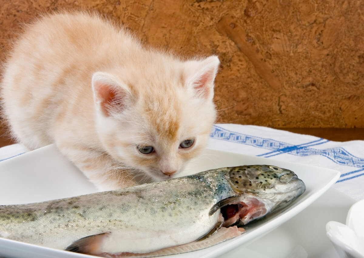 Рыба ест рыбу 5. Рыба кошка. котик кушает рыбку. котенок ест рыбу. рыбка для кошки.