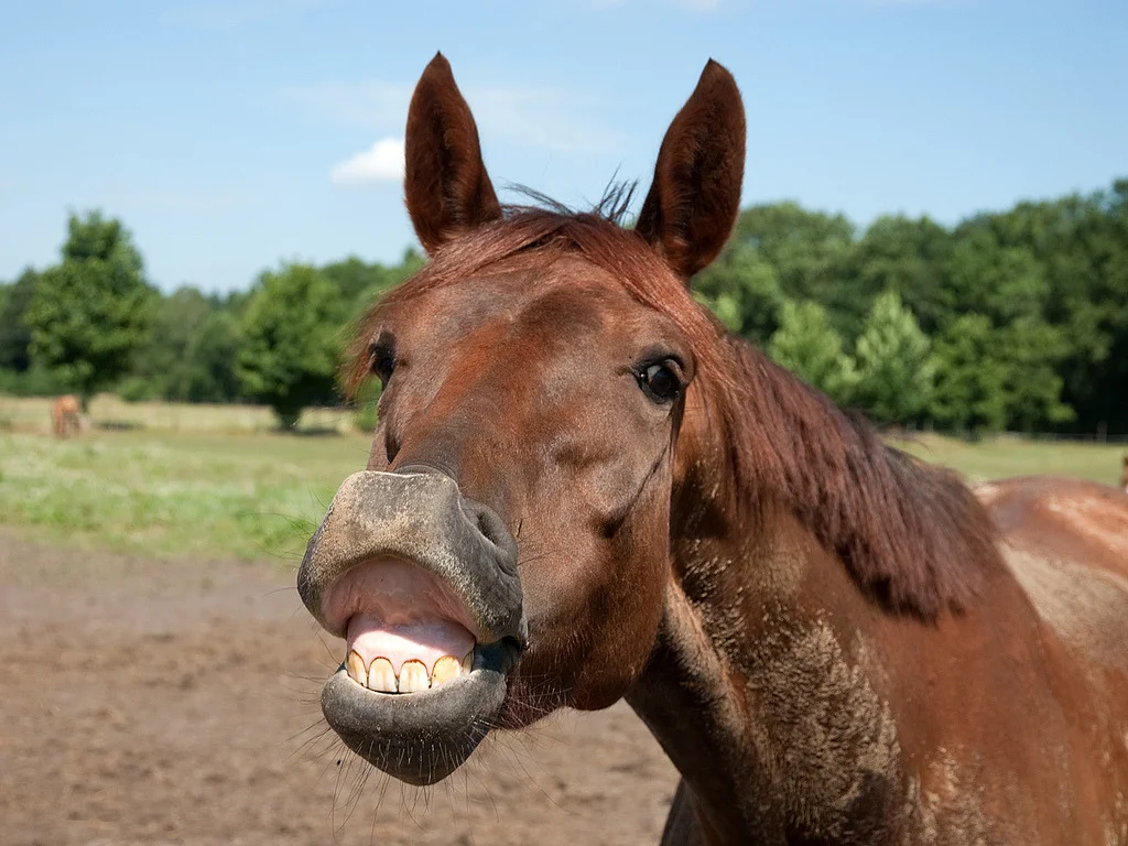 Лошадиные зубы. Флемен у лошадей. Лошадь фыркает. Лошадиные губы. Веселый конь.