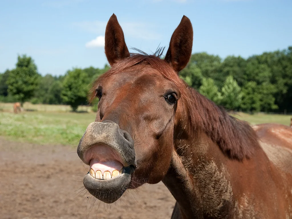 Horse mouth. Флемен у лошадей. Лошадь фыркает. Губы лошади. Веселый конь.