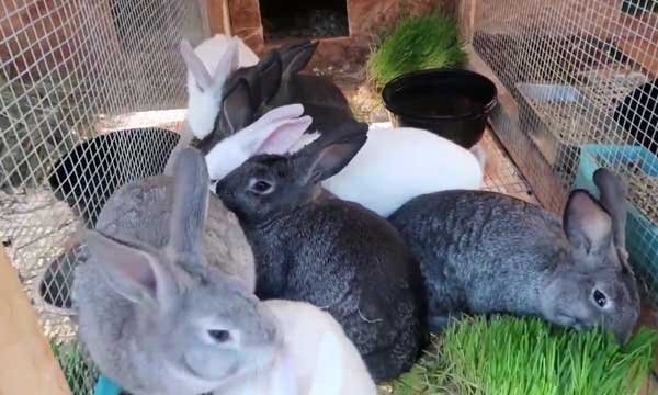 Разведение кроликов породы серый великан