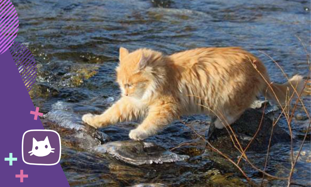 Почему кошки боятся воды: причины и как преодолеть этот страх