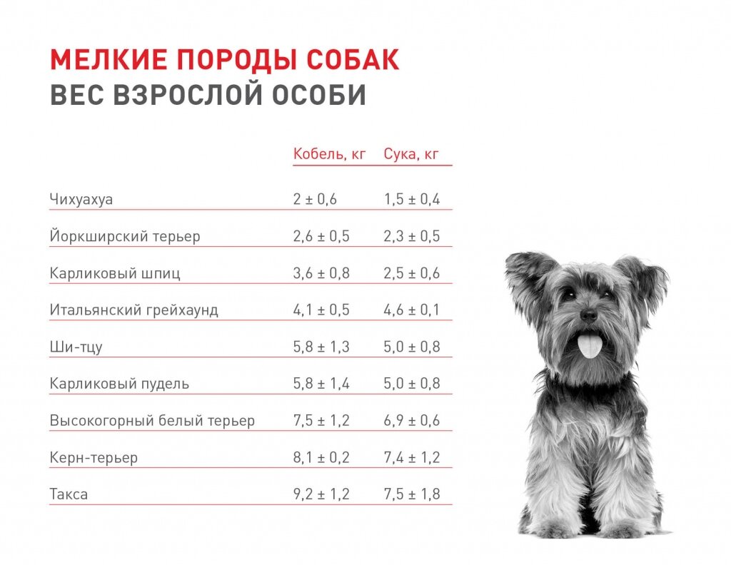 Как определить возраст собаки таблица