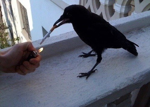 Открытый источник: Yandex