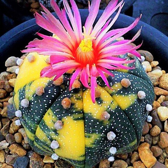 Самые красивые кактусы