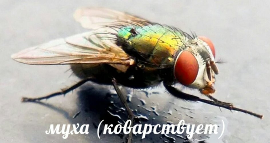 муха, открытый источник