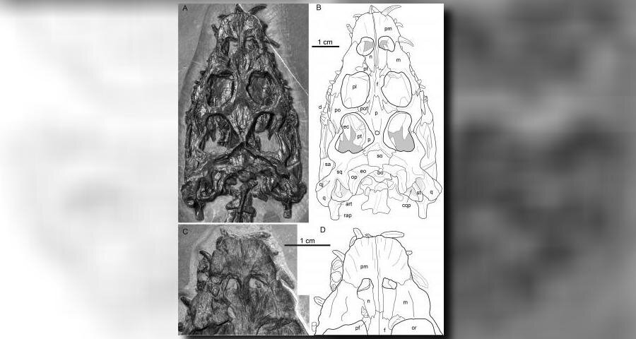 Китайские ученые обнаружили новый вид древней морской рептилии