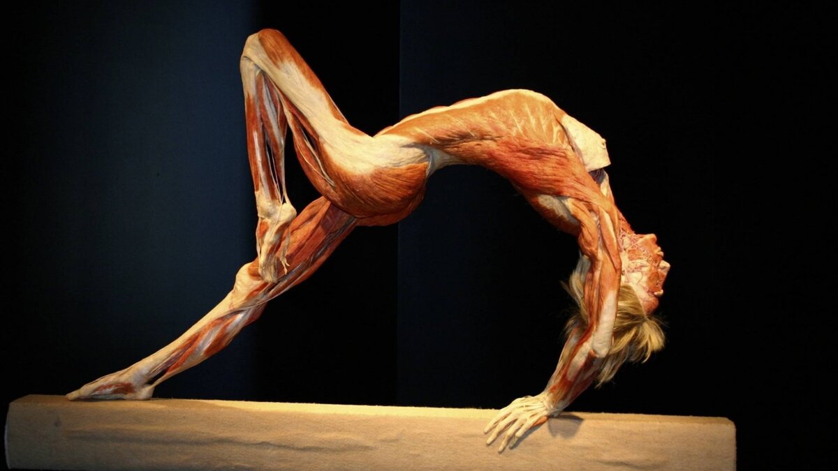 Музей человеческого тела "Corpus" (Нидерланды) - картинка для иллюстрации