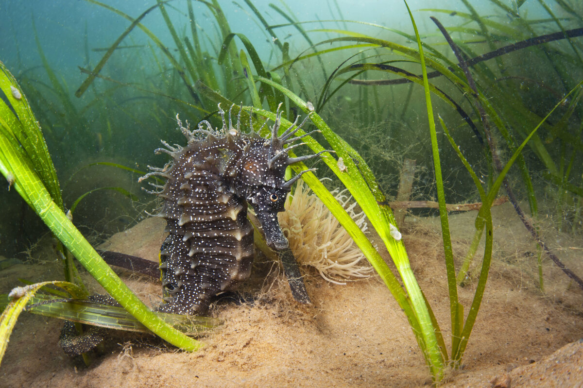 Самка колючего морского конька (Hippocampus guttulatus) приютилась на лугах взморника морского (Zostera marina). Фото сделано в августе в заливе Стадленд, Дорсет, Англия.