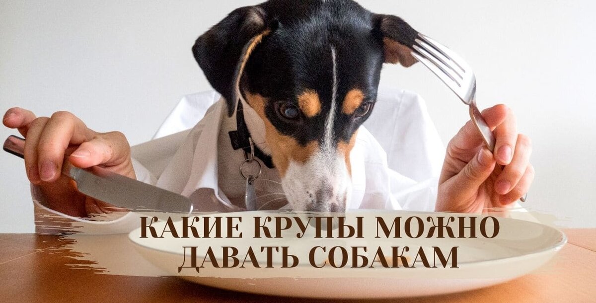 Крупы для собак: полезные свойства и возможные вредные эффекты