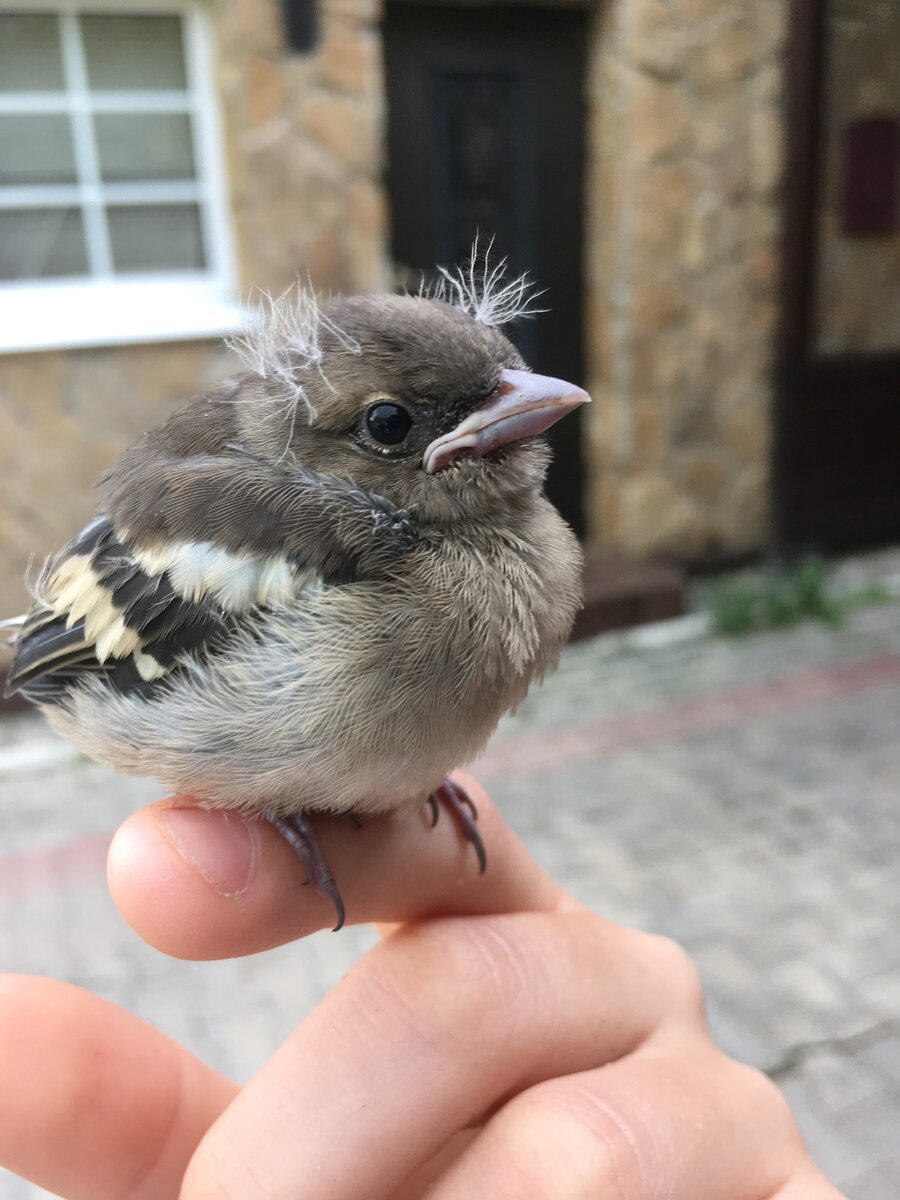 Привет как жизнь 