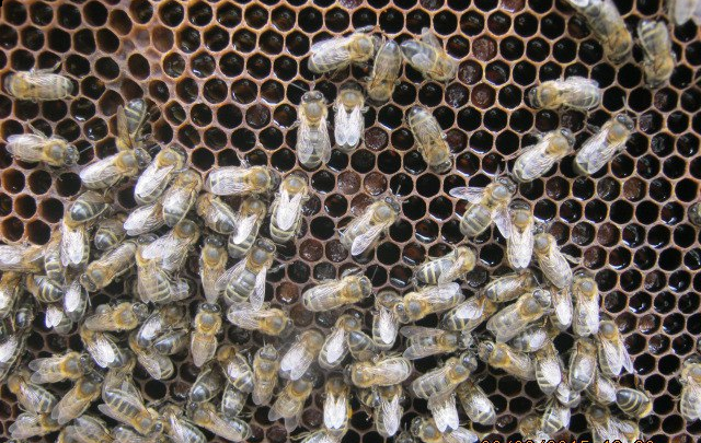 Пчелиный улей своими руками: о чем следует знать