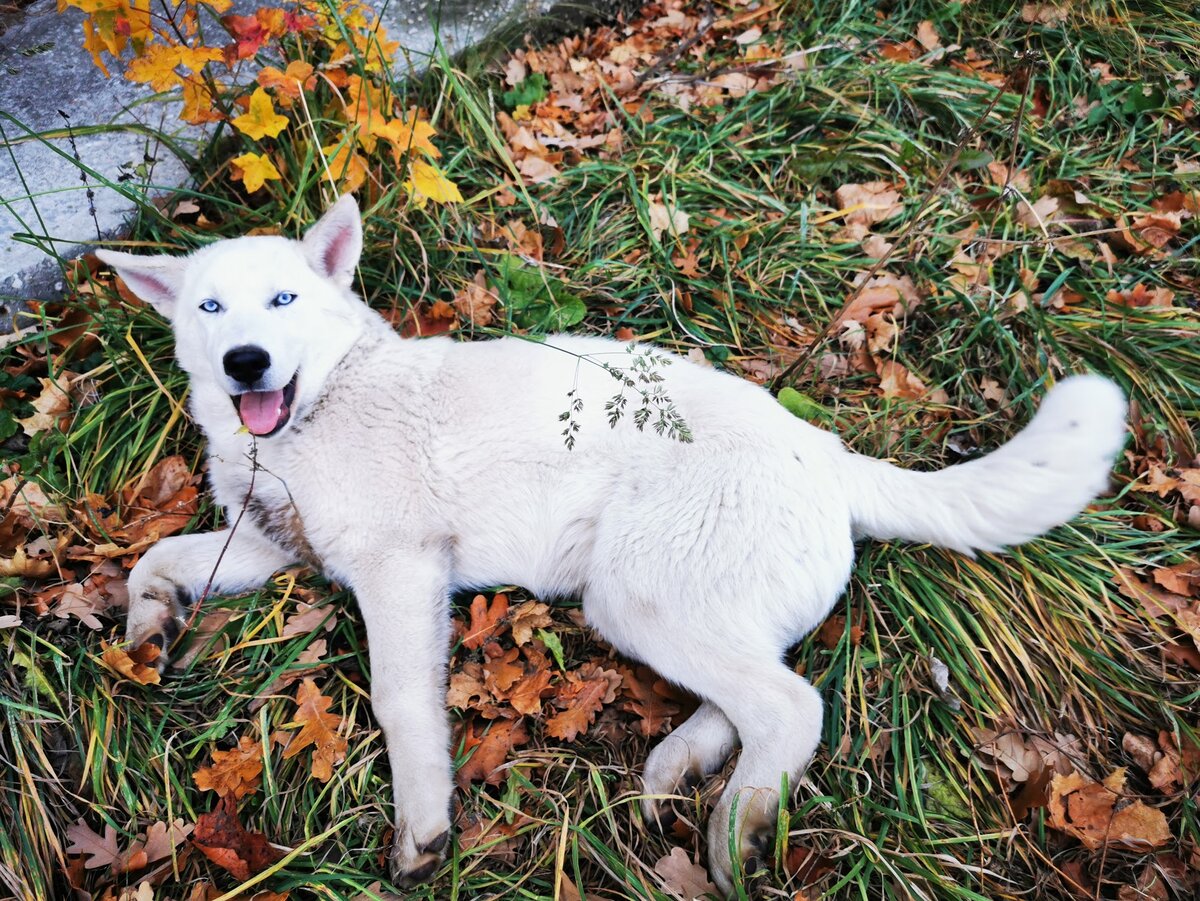Нет, не только за эти бездонные голубые глаза, способные свести с ума любого любителя собак, их величают новым чудом природы.