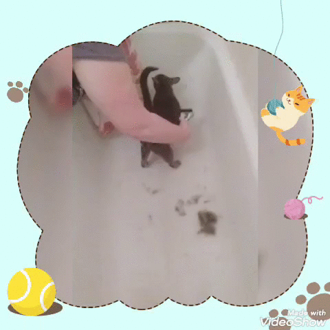 Вычесывание ориентальной кошки Киры фурминатором. Даже с нее куча шерсти! Все это могло быть на мебели. 