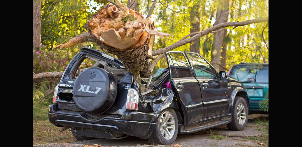 заявленное ДТП - "виновник ДТП врезался в дерево, которое упало на автомобиль потерпевшего"