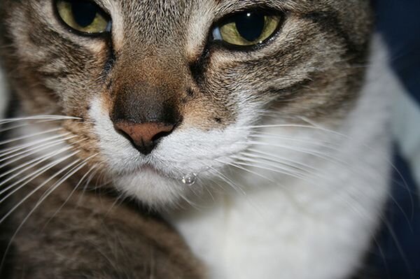 Почему взрослый кот пускает слюни? | ПроТриКота | Дзен