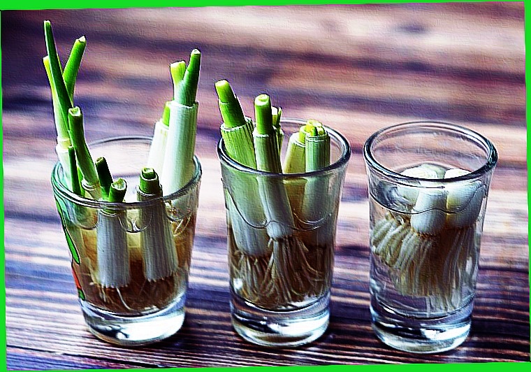 Зеленый лук