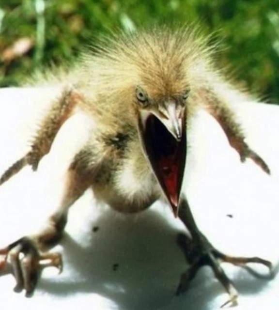 Фото из открытого источника.