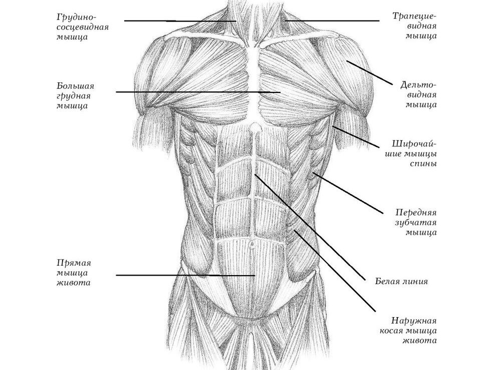 Мышцы живота картинки