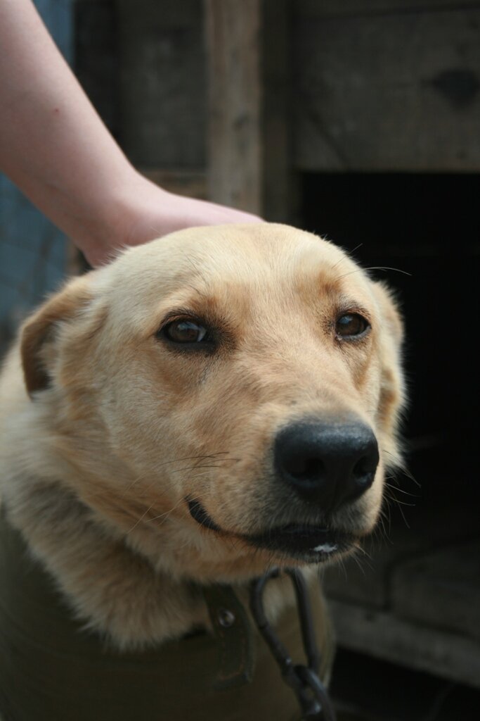 Пальма на передержке