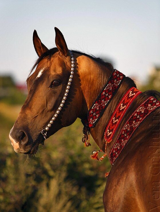 Аладжа у лошади. Фото из открытых источников. 