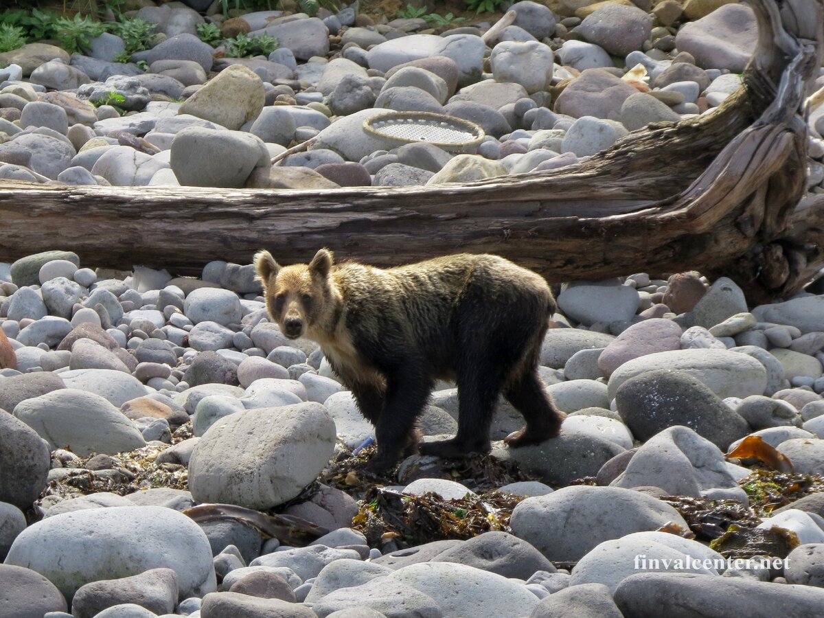 Взрослый медведь с Итурупа.