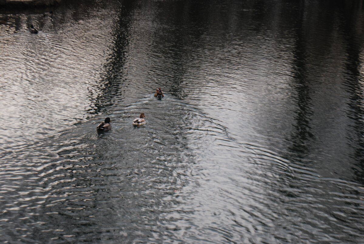 Испугались папарации