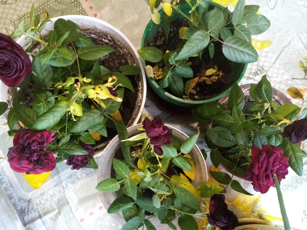 Увядшие розы