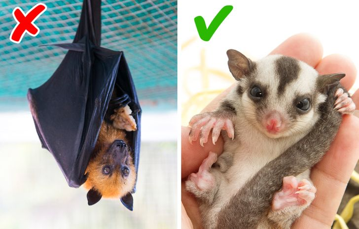 Экзотические домашние животные список. Ка кправилтно держать кота. Кинкажу фото. Лучшие домашние животные для квартиры. Экзотические домашние животные.