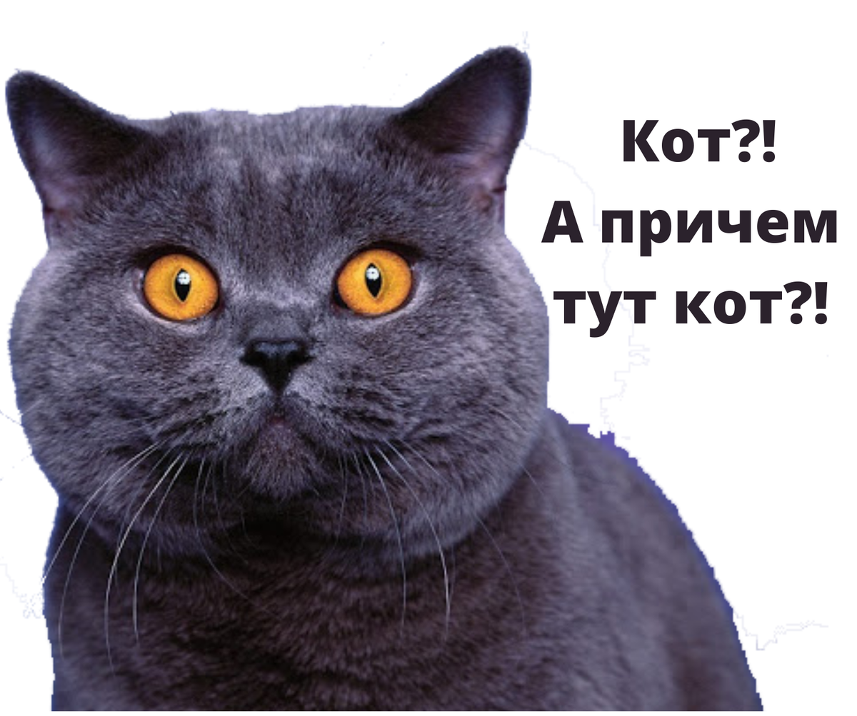 Вашего кота. Мотивация котики. Кот мотиватор. Мотивирующий котик. Мотивация от кота