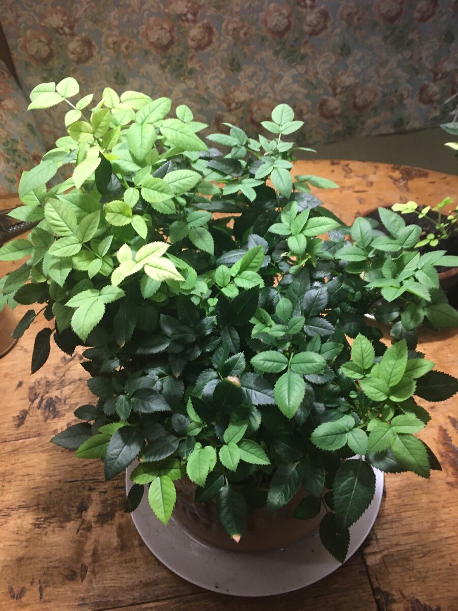 Вот как обе выглядят после пересадки