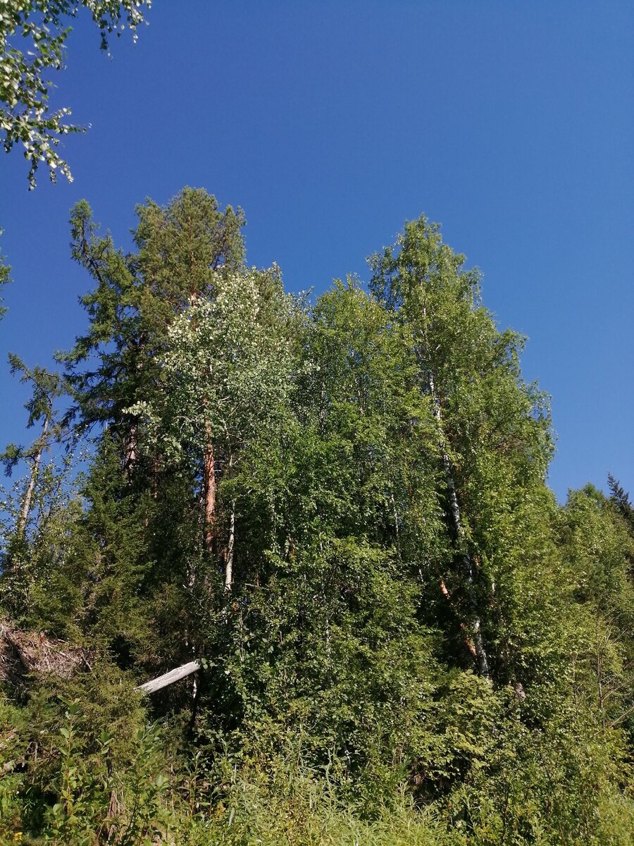 Берег реки. Здесь мы с папой тоже были. Фото автора