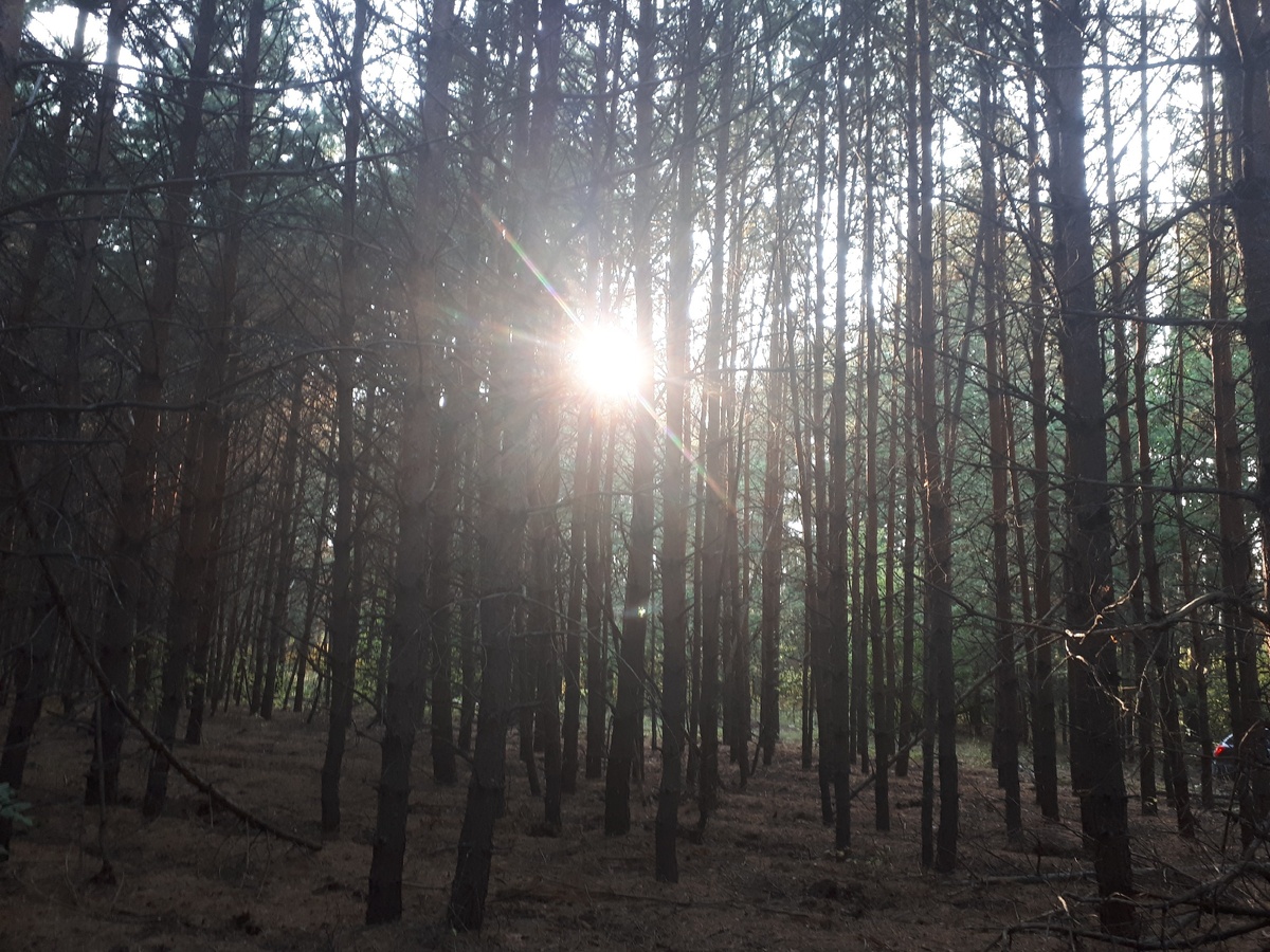 На окраине села сосновый лес. Часто выбираемся подышать свежим воздухом. 