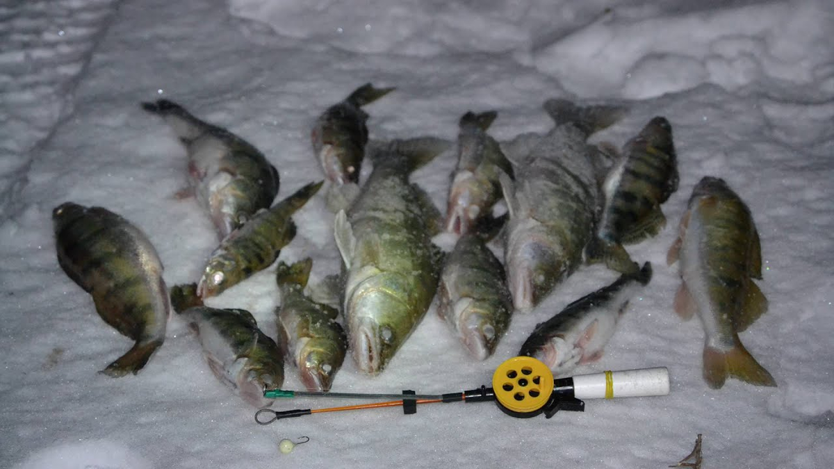 Зимняя рыбалка на судака. Зимняя рыбалка на судака 2023. Зимний улов судака. Рыбалка на судака зимой. Клев берша