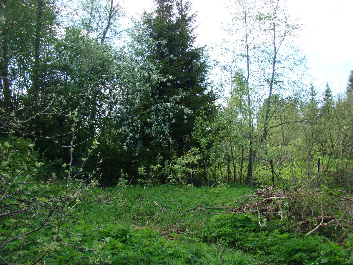 Под елками еле пробралась. 