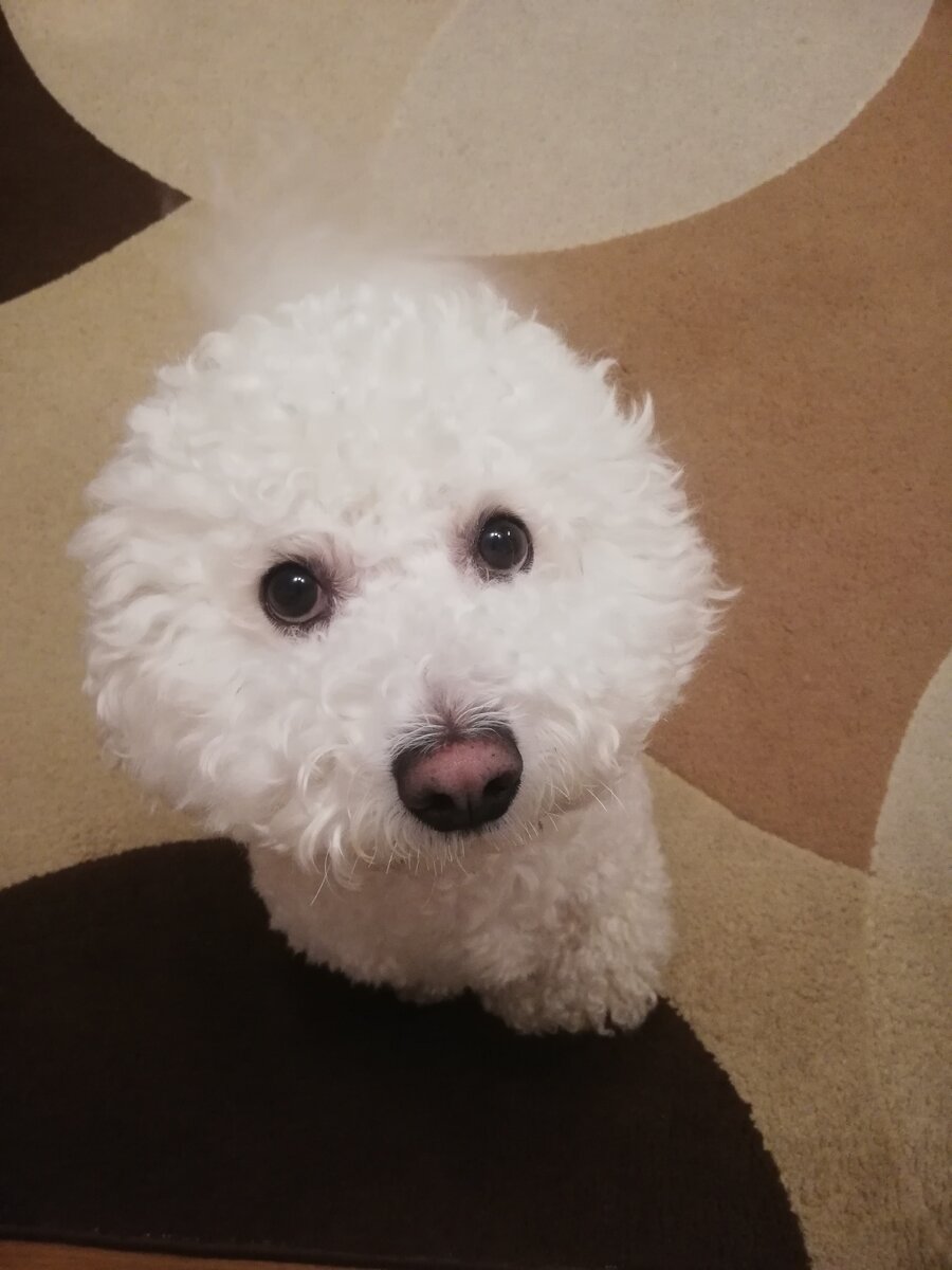 Это мой Бишон.