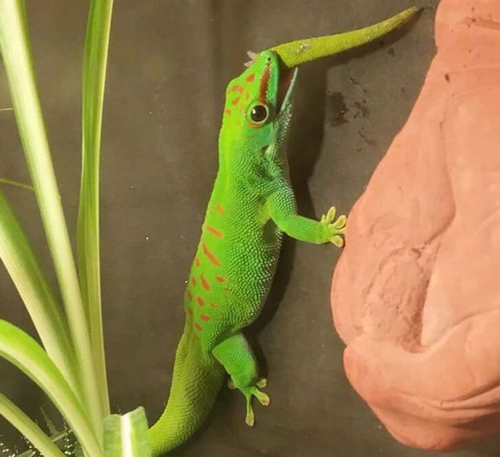 Этот геккон самодовольно перекусил собственный хвост. Но в этом нет ничего страшного, так как всегда может вырасти новый.