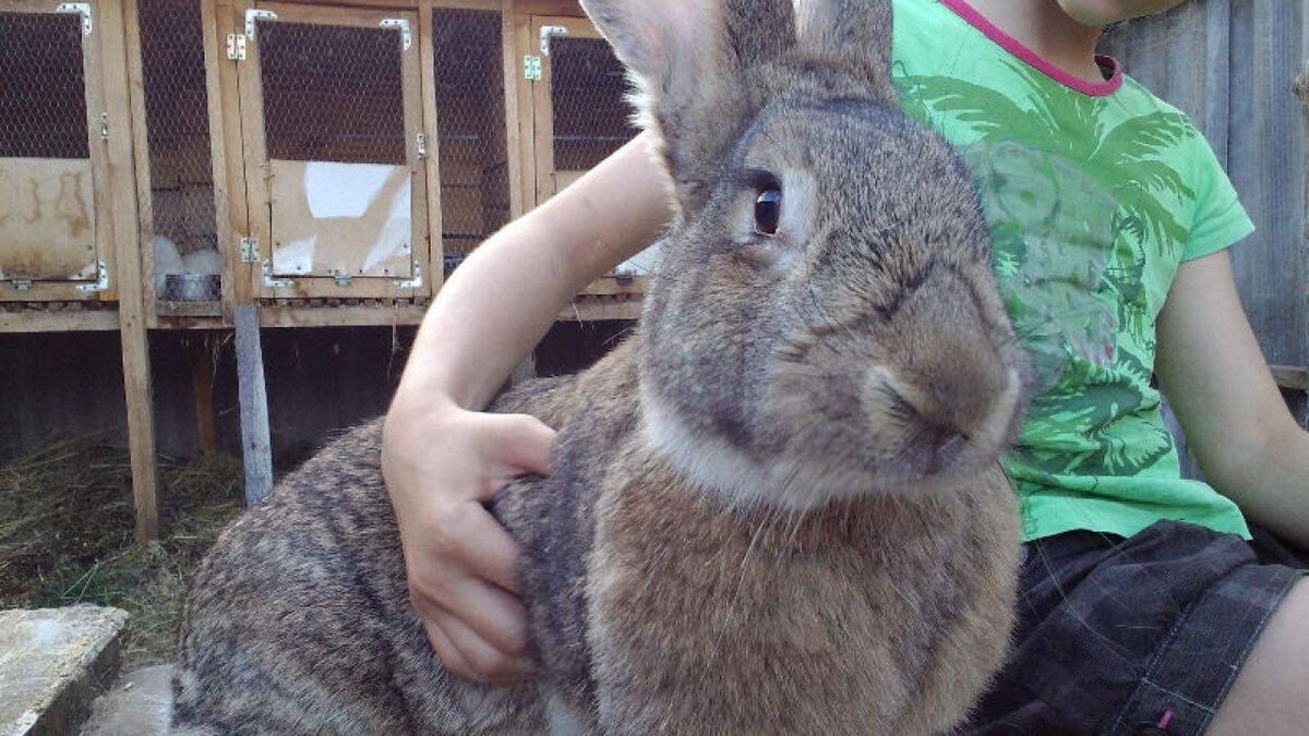 Картинка  из  открытого доступа.  КРОЛИК  ПОРОДЫ  ФЛАНДР