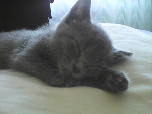 Дымка набегалась, отдыхает.