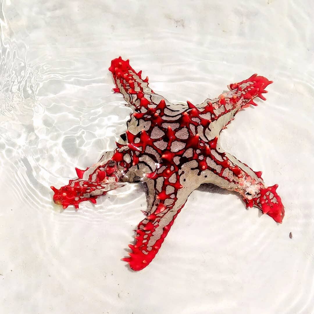 Типичные обитатели прибрежных вод @alina_rychina 