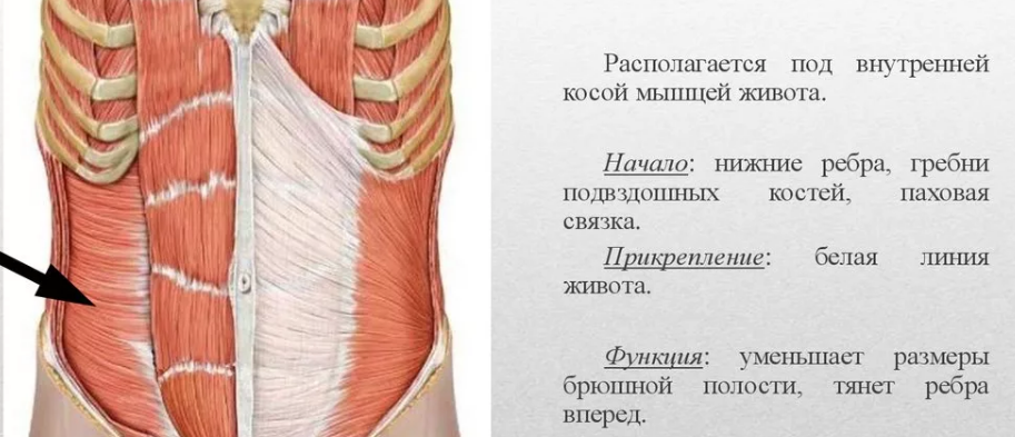 Квадратная мышца поясницы начало и прикрепление