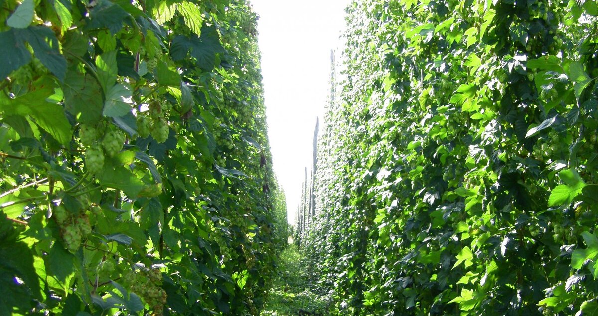 Плантация хмеля, ист. фото «Порецкие вести» Мининформполитики ЧР, оф. сайт