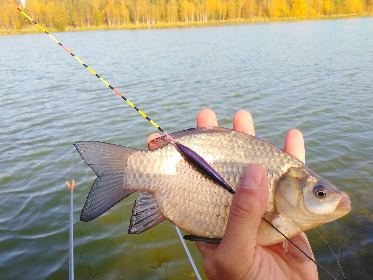 Поплавок. Зачем такой огромный? | Max Fishing | Дзен