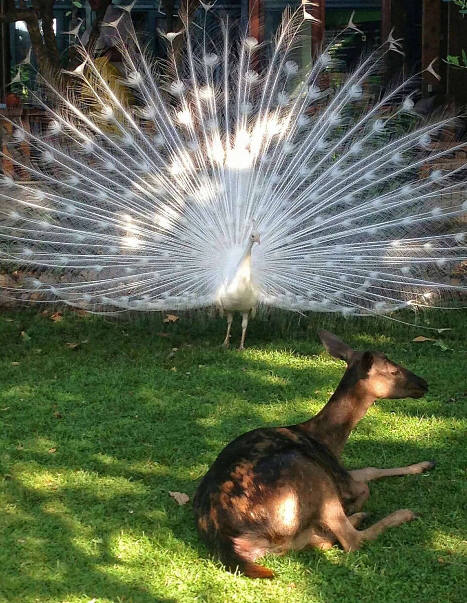 "Ненадёжный" павлин из будванского зоопарка