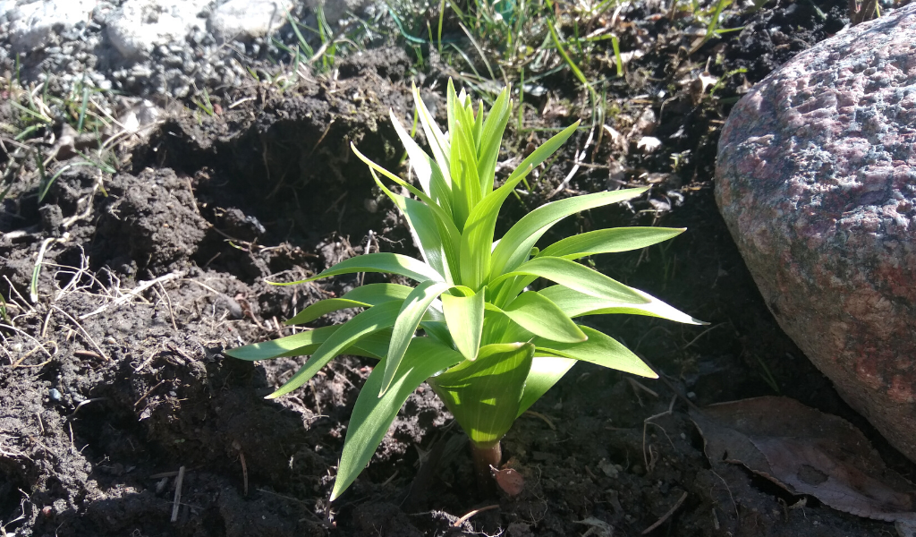 Лилия проснулась. Фото автора