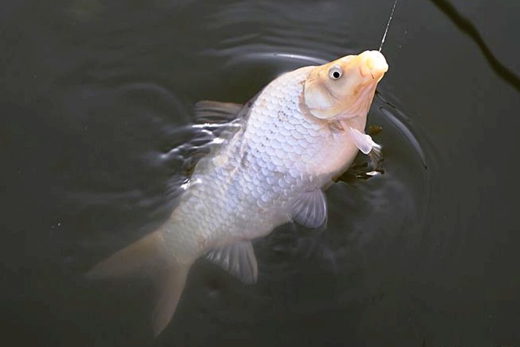 Ротан рыба. Ручьевая форель ловля. Рыба маринка усач. Форелевая ловля. Рыба ли.