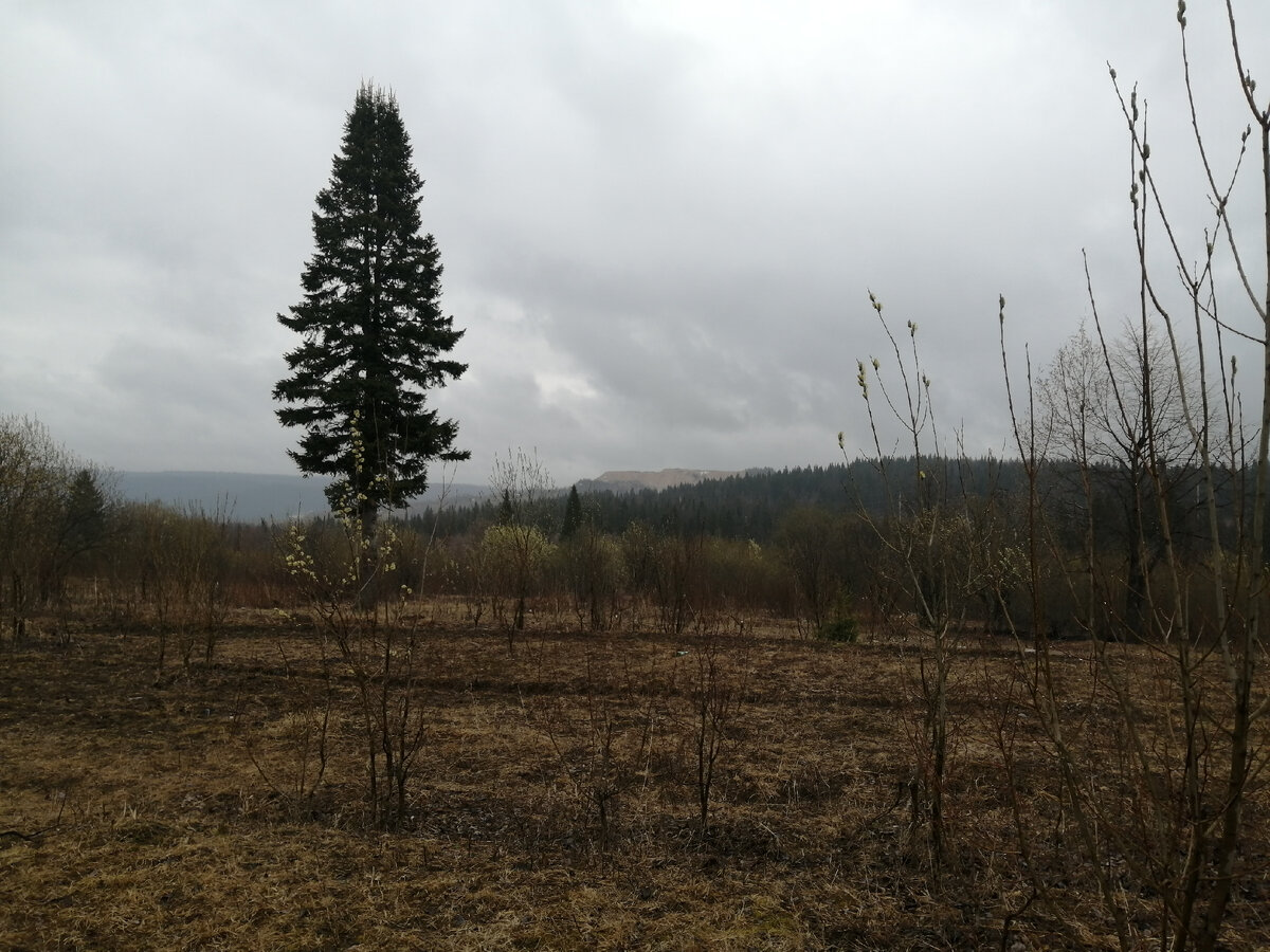 вот так выглядит природа 24 апреля в Чусовом